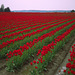 Skagit Valley Tulips