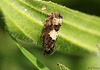 Micro Moth Yet to Name