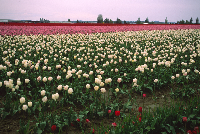 Skagit Valley Tulips