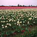 Skagit Valley Tulips