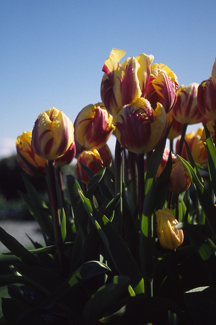 Skagit Valley Tulips