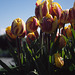 Skagit Valley Tulips