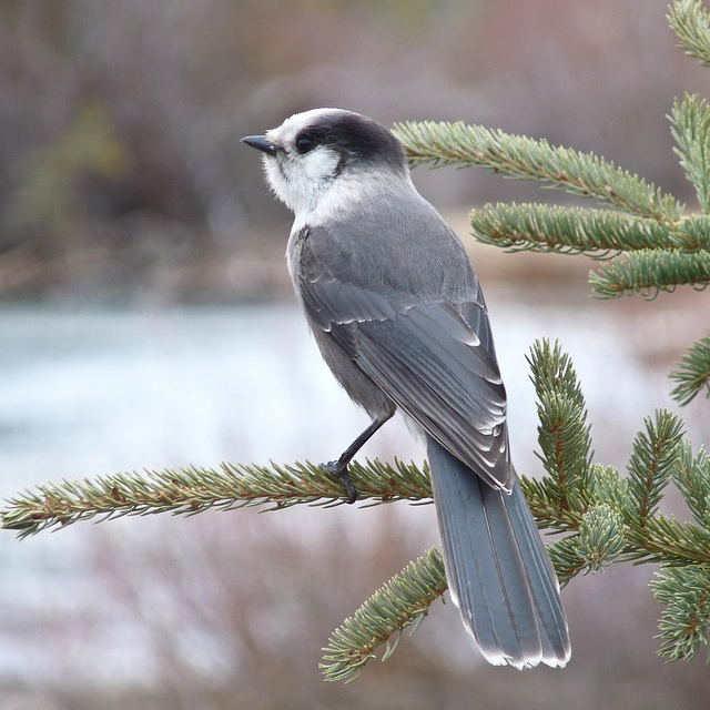 Gray Jay