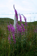 Flowers, Connemara, Co. Galway