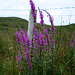 Flowers, Connemara, Co. Galway