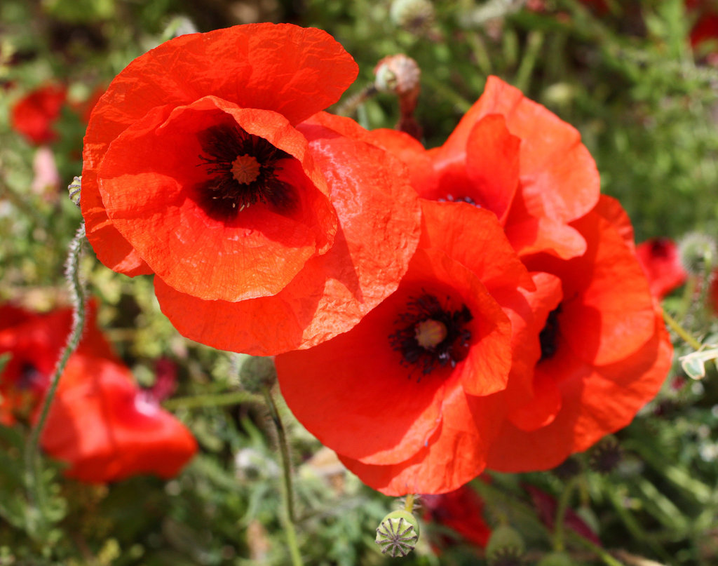 Poppy heads