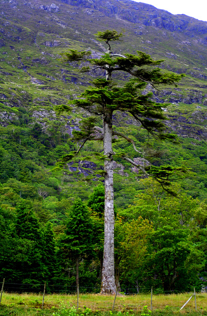 Kylemore Abbey, Connemara, Co. Galway