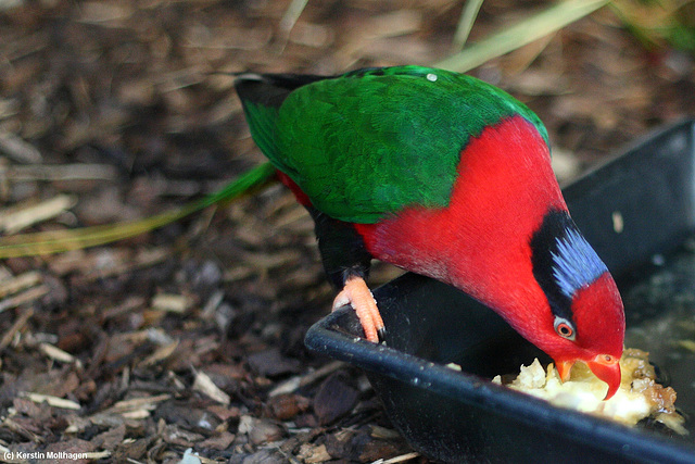 Papua-Lori (Wilhelma)