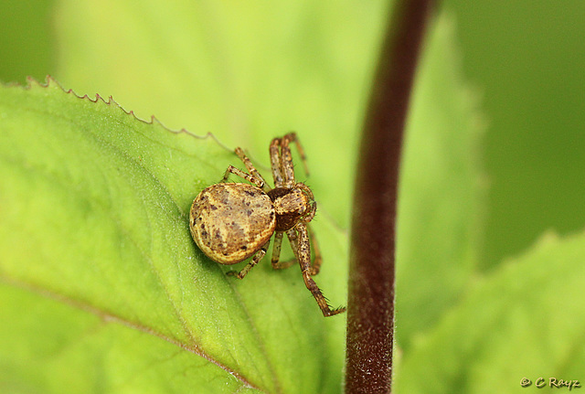 Crab Spider