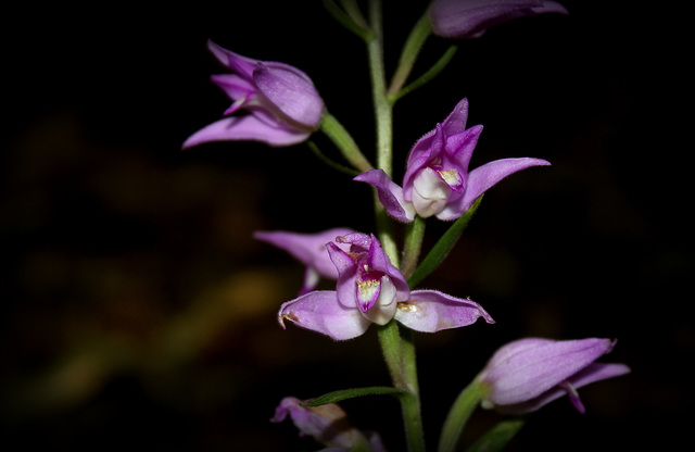 Cephalanthera rubra - Céphalanthère rouge - Orchidaceae (4)