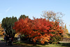 Herbstfarben im Höhenpark Killesberg