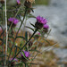 Thistles, The Burren, Co. Clare