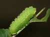 American moon moth (Actias luna) caterpillar, final instar
