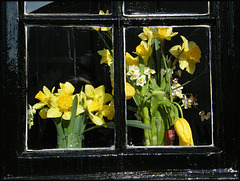spring flowers in a window