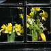 spring flowers in a window