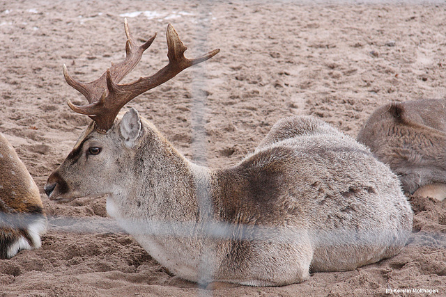 Mesopotamischer Damhirsch (Wilhelma)