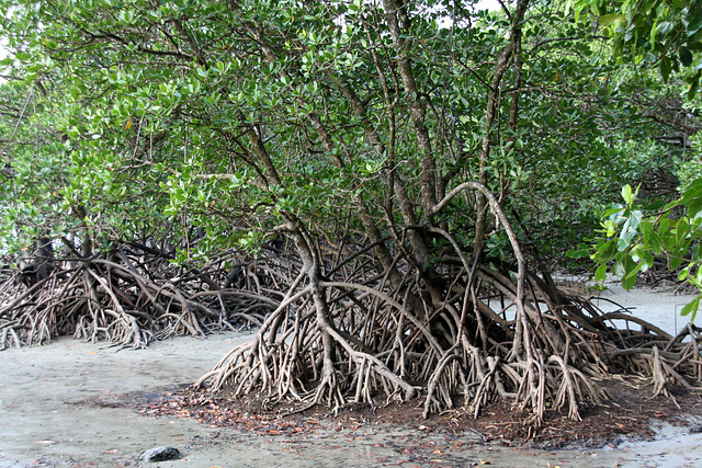 Magnificent roots