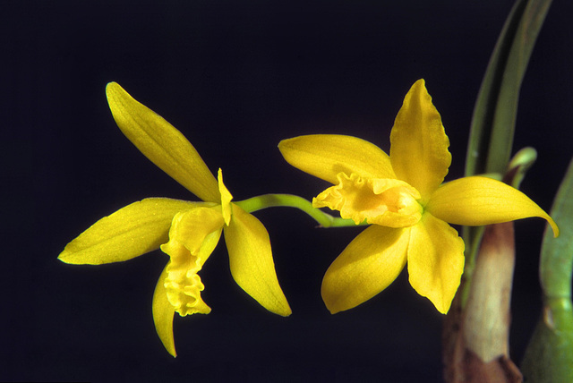 Epilaelia (Enc. mariae x L. briegeri)