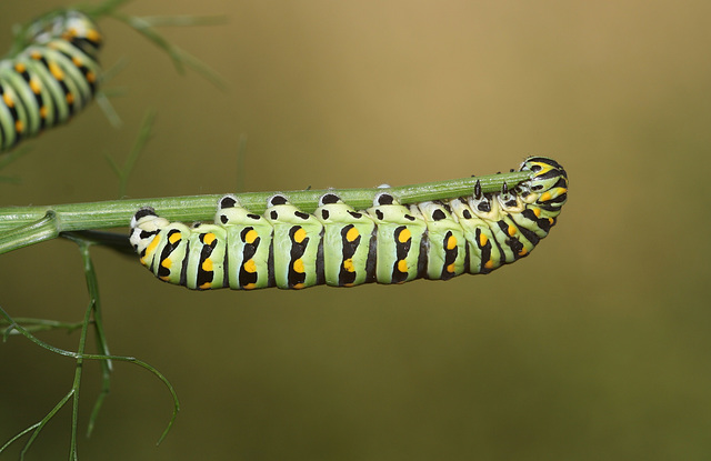 Black Swallowtail (Papilio polyxenes) caterpillar