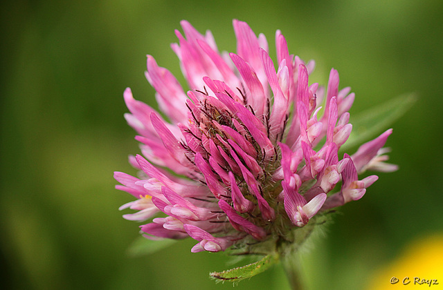 Red Clover