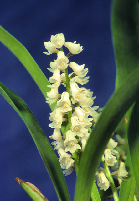 Eria erecta 'Eerier and Eerier'