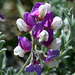 Two-Colored Lupine (Lupinus bicolor)