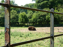 European Bison (1) - 6 July 2013