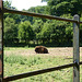 European Bison (1) - 6 July 2013