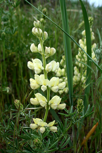 Sickle-Keeled Lupine (Lupinus albicaulis)