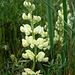 Sickle-Keeled Lupine (Lupinus albicaulis)