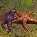 Starfish, Larrabee State Park