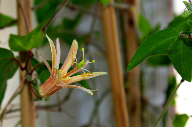 Passiflora ' Madame Betsie Greijmans'