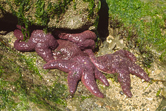 Starfish, Larrabee State Park