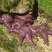 Starfish, Larrabee State Park