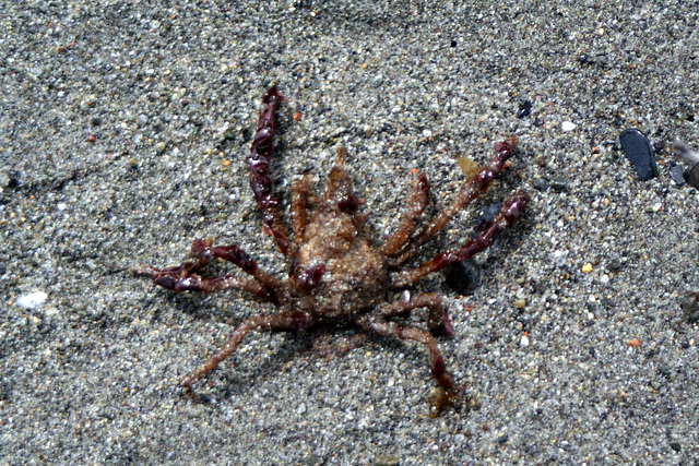 Sand Crab