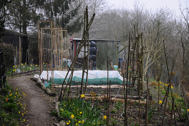 Allotments on Bank of Kennet and Avon Canal