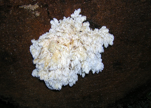 Conifer Coral Fungus (Hericium abietis)