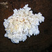 Conifer Coral Fungus (Hericium abietis)