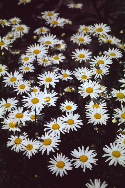 Oxeye Daisy (Leucanthemum vulgare)