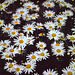 Oxeye Daisy (Leucanthemum vulgare)