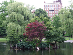 The Public Garden in Boston, June 2010