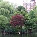 The Public Garden in Boston, June 2010