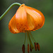 Columbia Lily (Lilium columbianum)