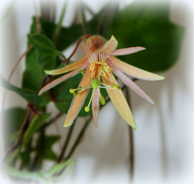 Passiflora ' Madame Betsie Greijmans'