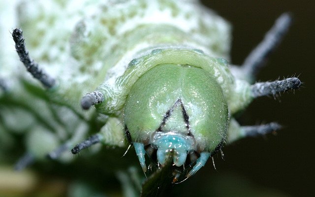 Giant Atlas (Attacus atlas) caterpillar, final instar