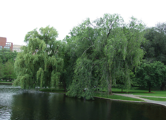 The Public Garden in Boston, June 2010