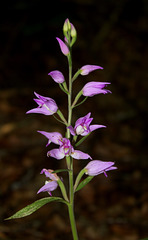 Cephalanthera rubra - Céphalanthère rouge - Orchidaceae (3)