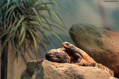 Gila-Krustenechse und Chuckwalla (Wilhelma)