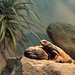 Gila-Krustenechse und Chuckwalla (Wilhelma)