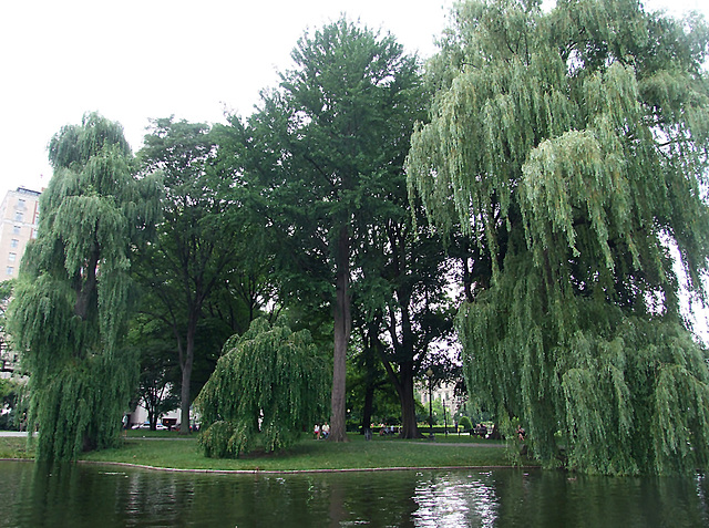 The Public Garden in Boston, July 2011